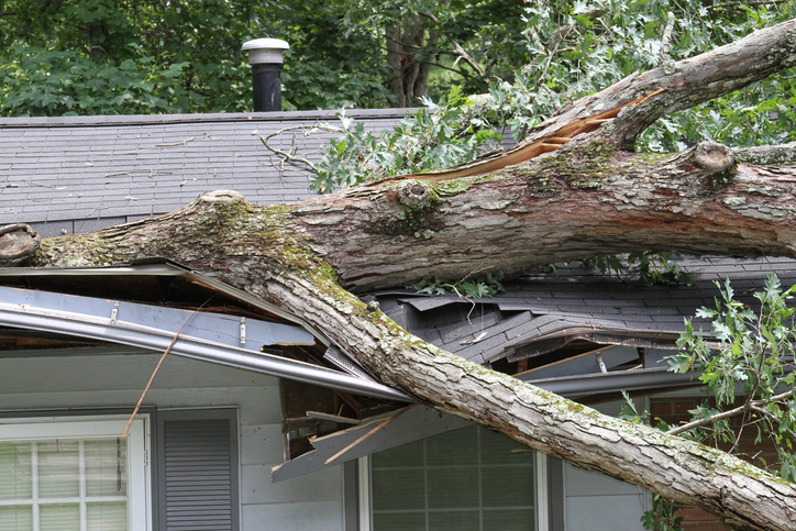 Tree Damage Prevention